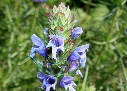 Österreichischer Drachenkopf (Dracocephalum austriacum ©wikipedia