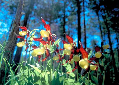 Frauenschuh (Cypripedium calceolus L.) ©WWF CH