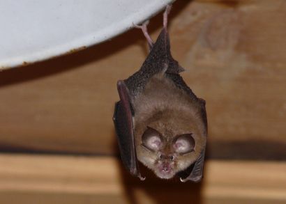 Kleine Hufeisennase (Rhinolophus hipposideros) ©E.Mühlethaler