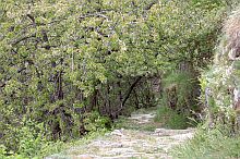 Wald beim Abstieg nach Soglio c.Chatrina Signorell